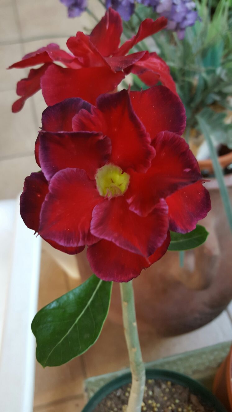 Double red Photo
