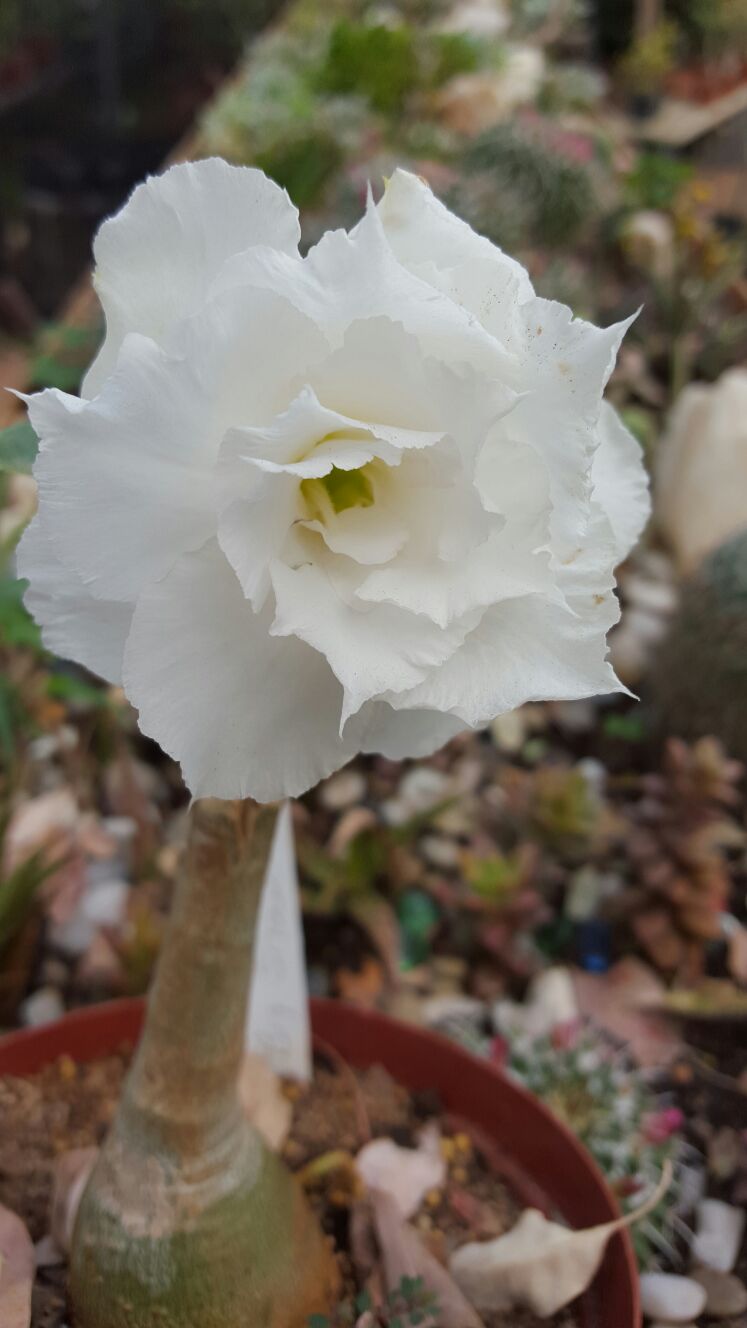 Double white Photo
