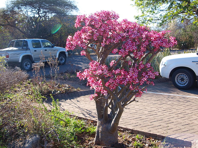 Impala Photo