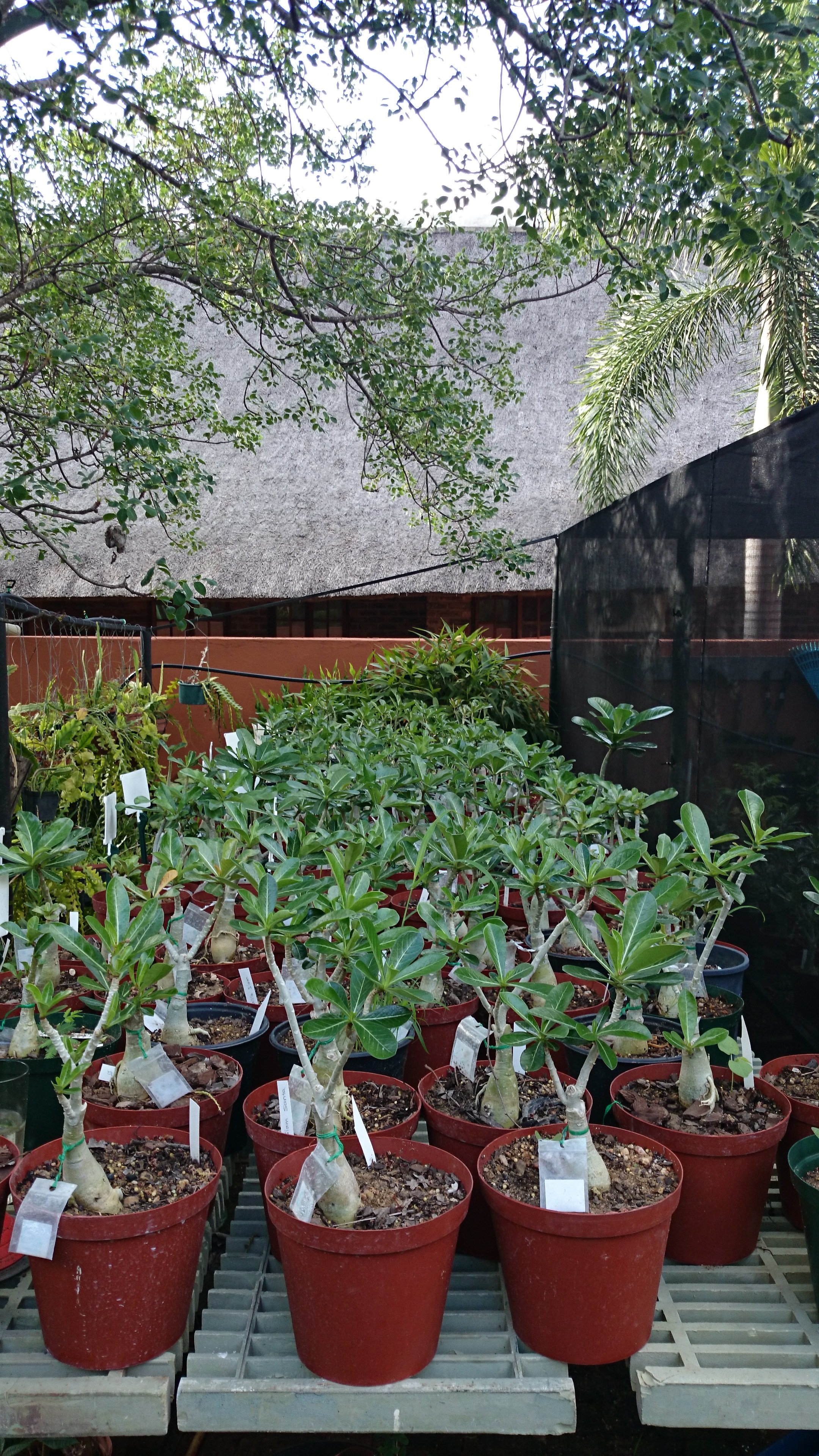 Nursery Photo